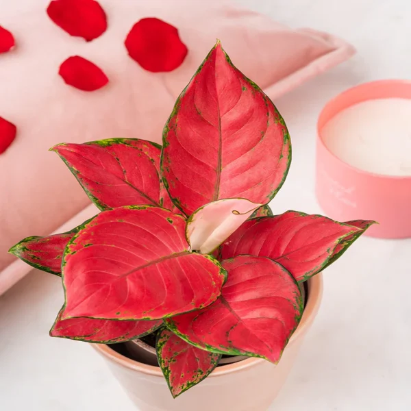 PHP-AGLAONEMA CR. KATYAL - Image 4
