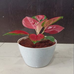 HP-AGLAONEMA CR. KATYAL