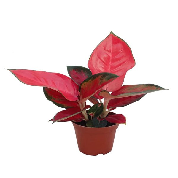 PHP-AGLAONEMA CR. KATYAL - Image 3