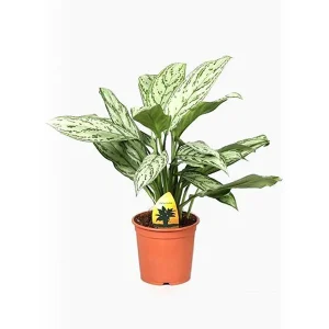 HP-AGLAONEMA NITIDUM