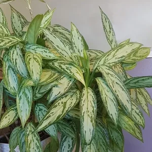 HP-AGLAONEMA NITIDUM