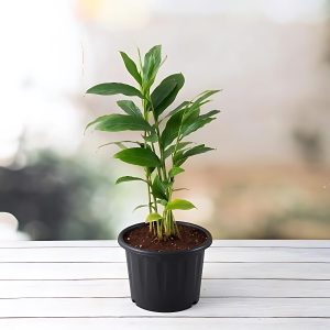 HP-ALPINIA PURPURATA