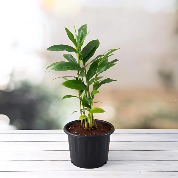 HP-ALPINIA PURPURATA