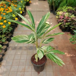 PHP-ALPINIA SANDERAE