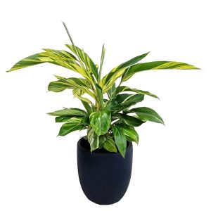 PHP-ALPINIA ZURUMBET