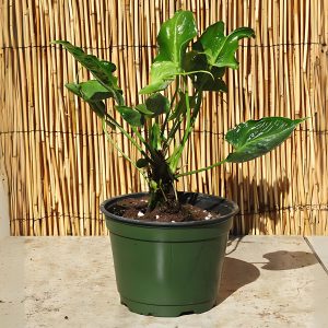 HP-ANTHURIUM VEITCHII