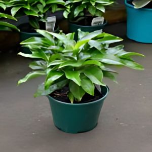 PHP-ARDISIA CRISPA