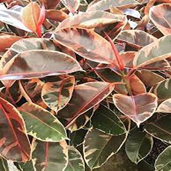PHP-FICUS EL. RUBRA DECORA - Image 4