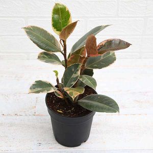 HP-FICUS EL. RUBRA DECORA