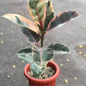 HP-FICUS EL. RUBRA DECORA