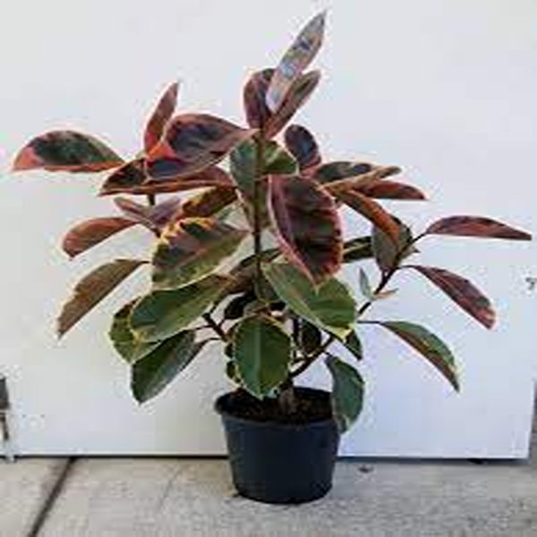 PHP-FICUS EL. RUBRA DECORA - Image 3