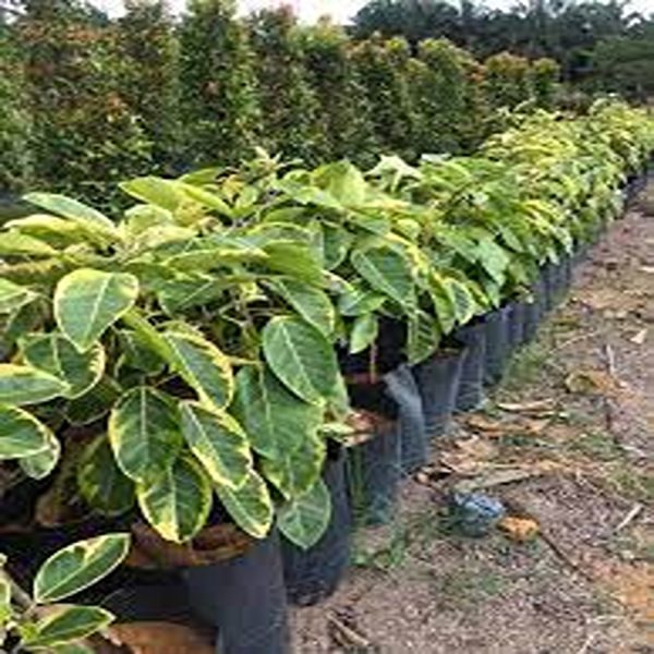 HP-FICUS EL. SCHRYVERIANA - Image 4