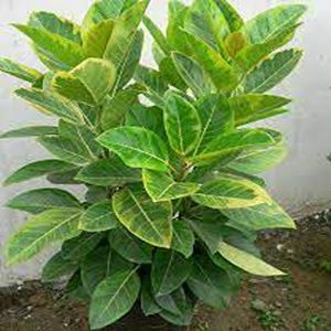 HP-FICUS EL. SCHRYVERIANA