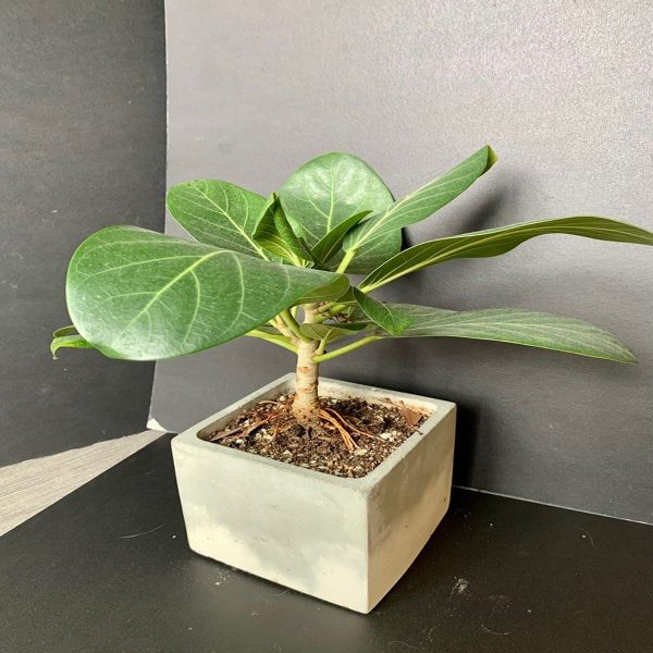 HP-FICUS EL. SCHRYVERIANA
