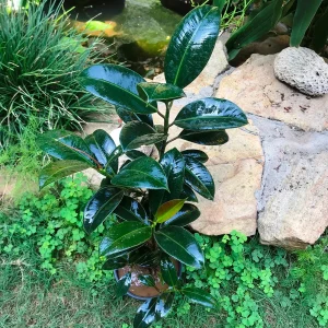 PHP-FICUS ELASTICA ROBUSTA