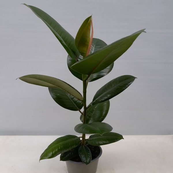 PHP-FICUS ELASTICA ROBUSTA