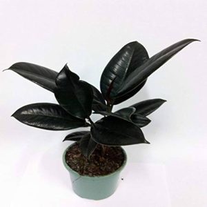 HP-FICUS ELASTICA RUBRA