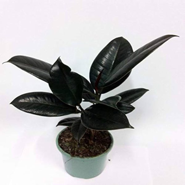 PHP-FICUS ELASTICA RUBRA