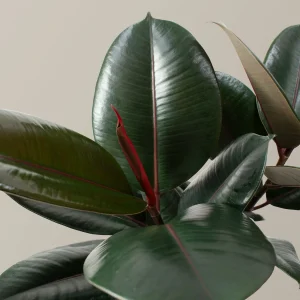 HP-FICUS ELASTICA RUBRA