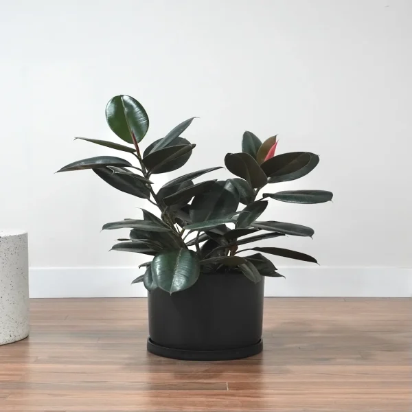 PHP-FICUS ELASTICA RUBRA - Image 3