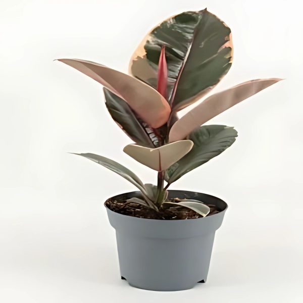 HP-FICUS ELASTICA ZULUSHIELD