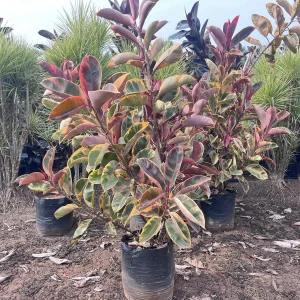 PHP-FICUS ELASTICA ZULUSHIELD