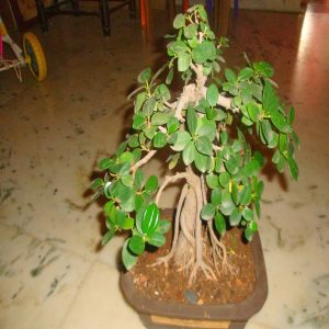 PHP- FICUS JACQUINIFOLIA