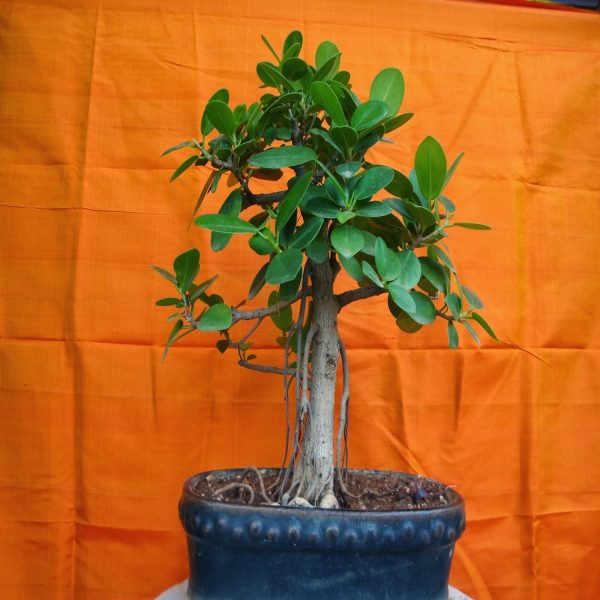PHP- FICUS JACQUINIFOLIA - Image 2