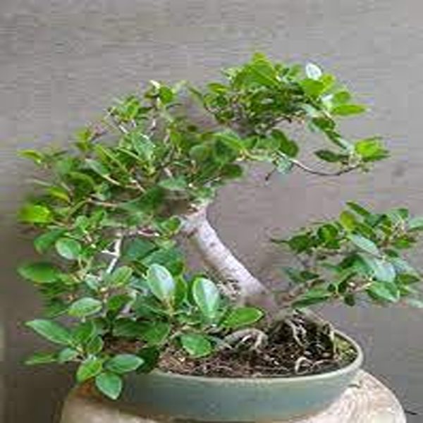 PHP- FICUS JACQUINIFOLIA - Image 3