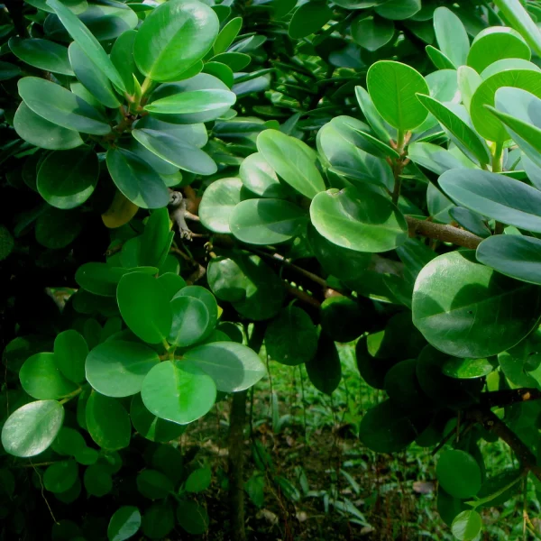 PHP-FICUS LONGISLAND - Image 3