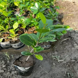 PHP-FICUS LONGISLAND