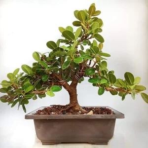 PHP-FICUS LONGISLAND