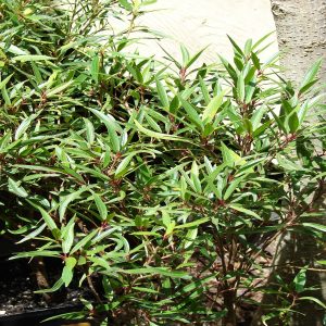 PHP-FICUS NERIFOLIA
