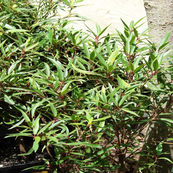 HP-FICUS NERIFOLIA - Image 2