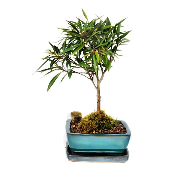HP-FICUS NERIFOLIA - Image 4