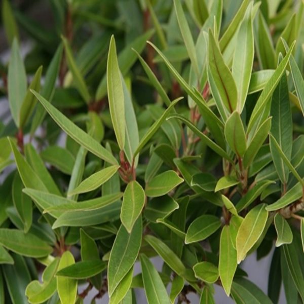 HP-FICUS NERIFOLIA - Image 3
