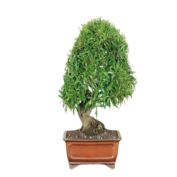 HP-FICUS NERIFOLIA