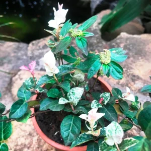 HP-FICUS PUMILA VARIEGATA