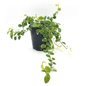 HP-FICUS PUMILA VARIEGATA