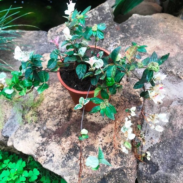 HP-FICUS PUMILA VARIEGATA - Image 3