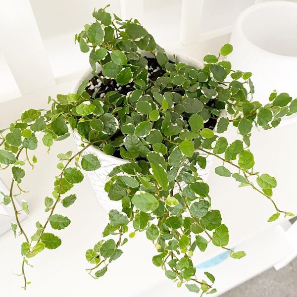HP-FICUS PUMILA VARIEGATA - Image 4