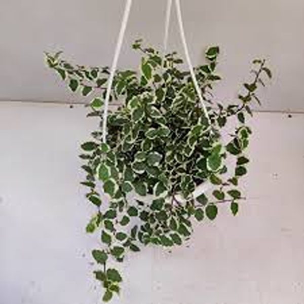 HP-FICUS PUMILA VARIEGATA - Image 5