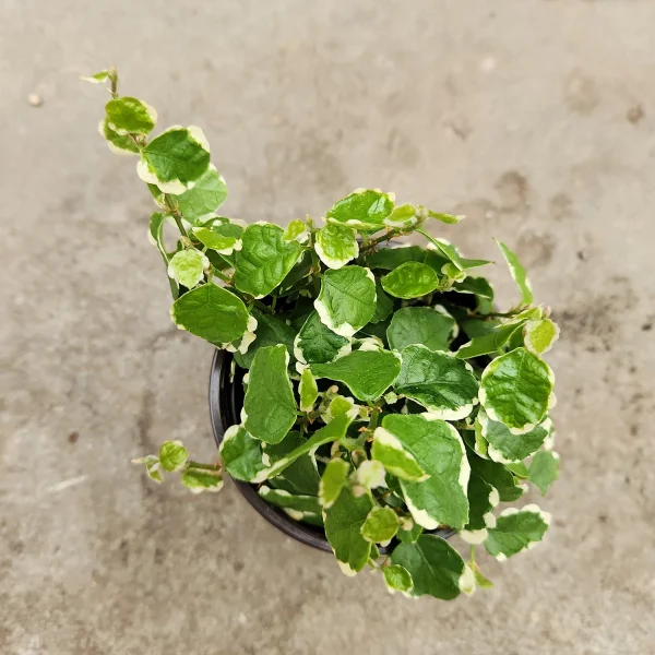 HP-FICUS PUMILA VARIEGATA - Image 6