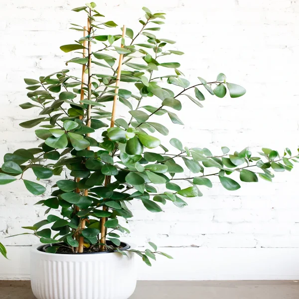 PHP-FICUS TRIANGULARIS - Image 3