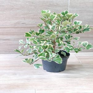 PHP-FICUS TRIANGULARIS