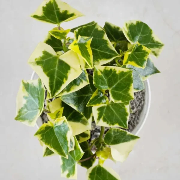 PHP-HEDERA CAN. VARIEGATA - Image 3