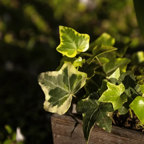 HP-HEDERA CAN. VARIEGATA - Image 3