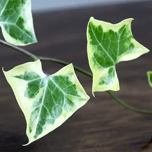 PHP-HEDERA CAN. VARIEGATA