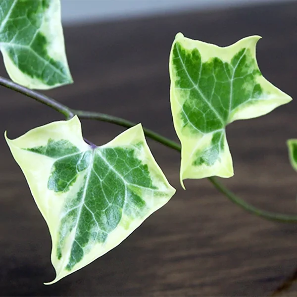 PHP-HEDERA CAN. VARIEGATA - Image 2