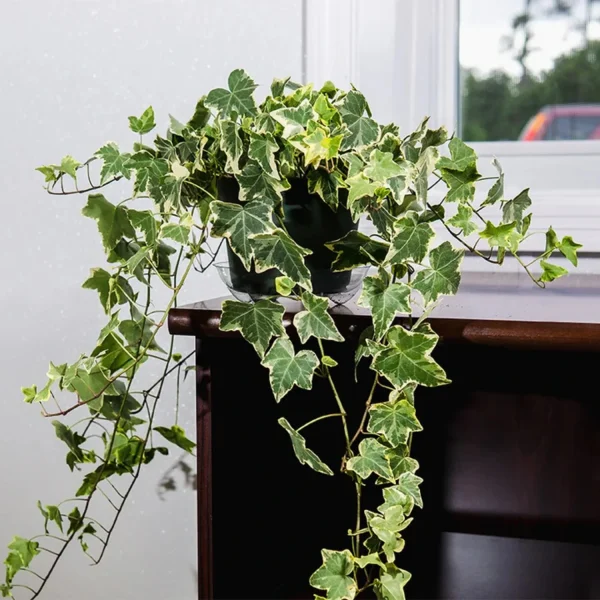 PHP-HEDERA CAN. VARIEGATA